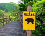 日本汽車撞野熊 熊起身離開 車子卻嚴重受損