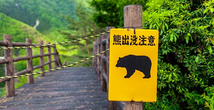 日本小学生意外跟野熊道早安 熊被吓跑了
