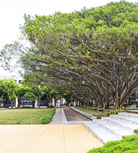 中原大學「泉源之谷」設計案保留完整老榕樹與植物風貌，讓人們與自然和諧共處。