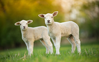 农场主给孤儿羊羔穿婴儿服 众人织衫相赠