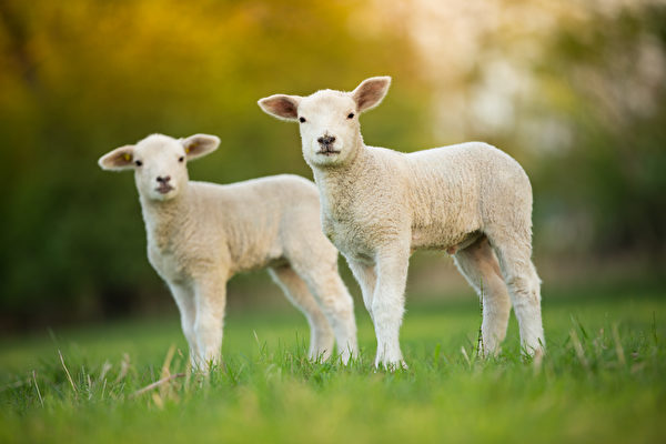 農場主給孤兒羊羔穿嬰兒服 眾人織衫相贈