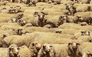 澳洲羊肉对华出口量接近史上最高纪录