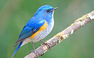 鳥類翅膀幻彩藍色不簡單 啓發創新光子晶體工藝