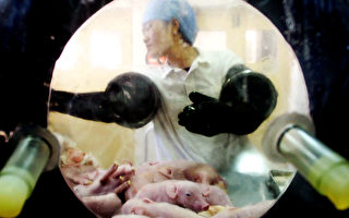 基因改造豬用於器官移植 中共大力扶持