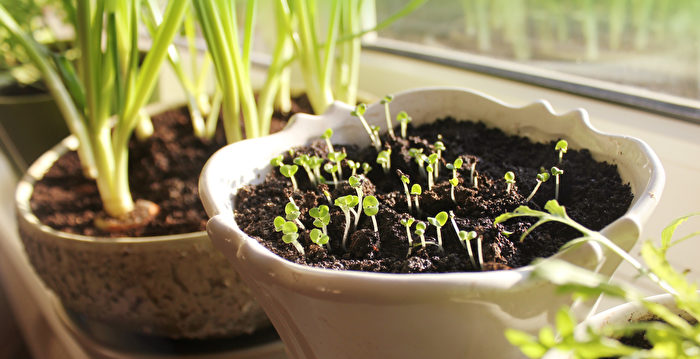 室内盆栽从种子开始种乐趣多 新手也驾轻就熟