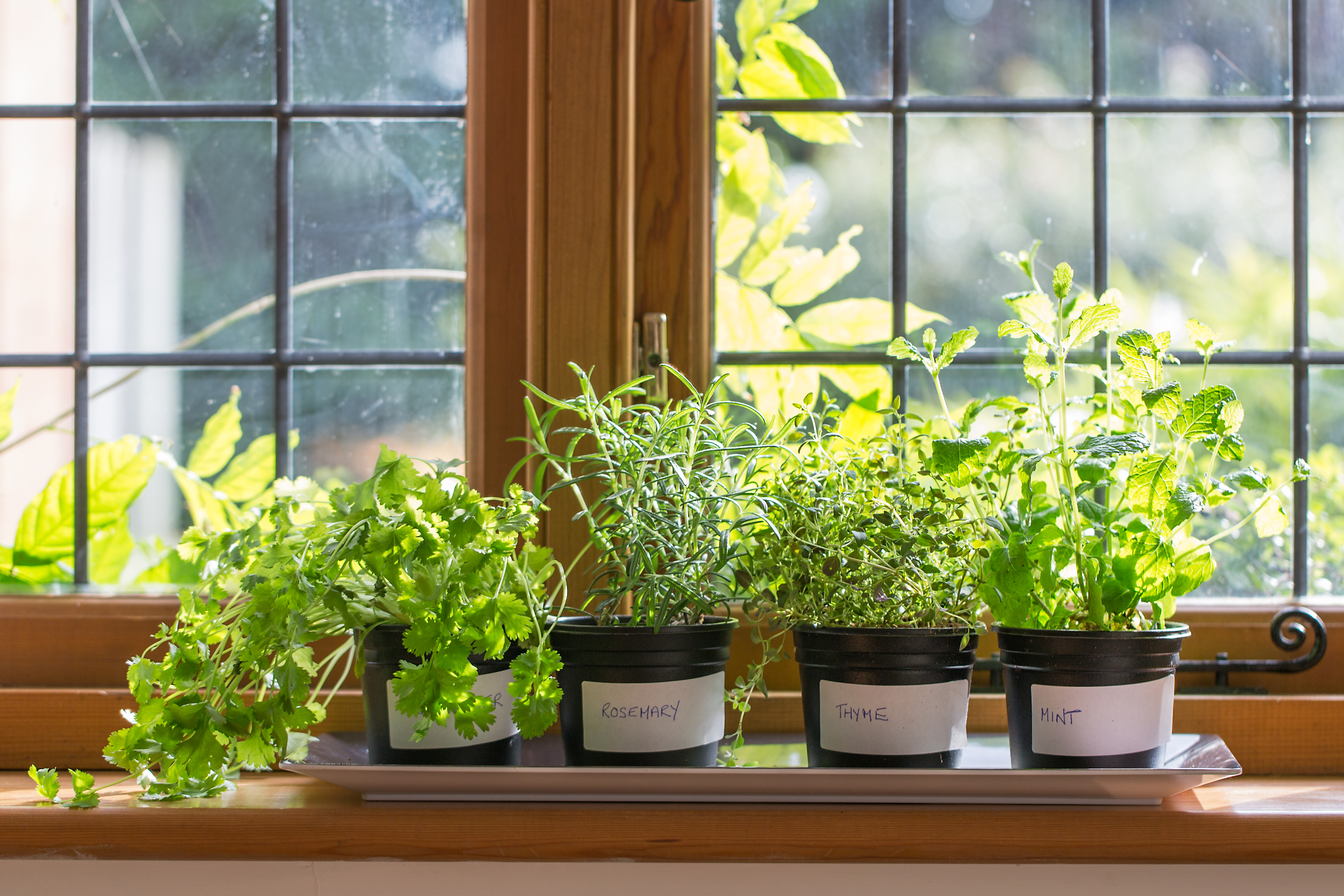<span style="color: #000000">窗台上生長茂盛的各種香草植物。（Shutterstock）</span>
