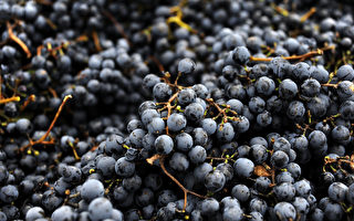 澳洲釀酒葡萄今年產量創紀錄 質量極佳