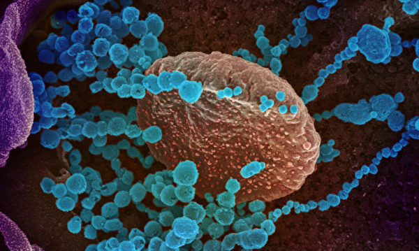 【疫情1.4】法国发现COVID-19新变种