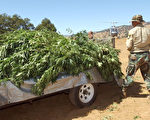 洛縣警長發豪語：非法大麻種植者末日到了