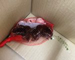 芙蓉山撿藍腹鷴鳥蛋  幼鳥孵化長成重返山林