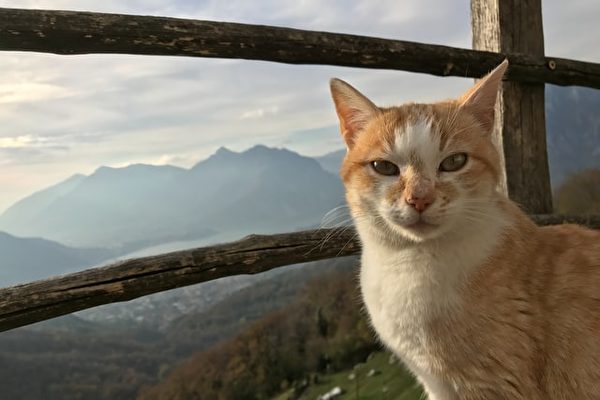 治癒之旅：一歲貓咪隨主人攀遍48座最高峰