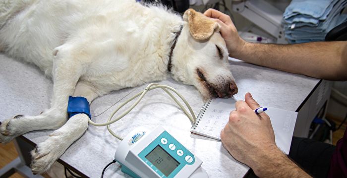 巴西流浪狗受伤 自己到兽医诊所求救