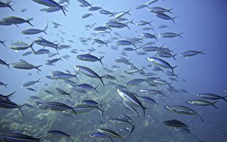 魚類或其他海洋動物會不會淹死？