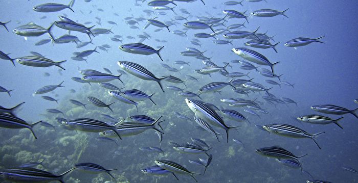 鱼类或其他海洋动物会不会淹死？