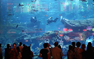 迪拜水底城市开幕 60米深潜池创世界纪录