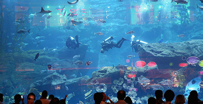 迪拜水底城市开幕 60米深潜池创世界纪录