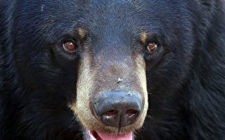 新罕州露營地熊撕毀帳篷
