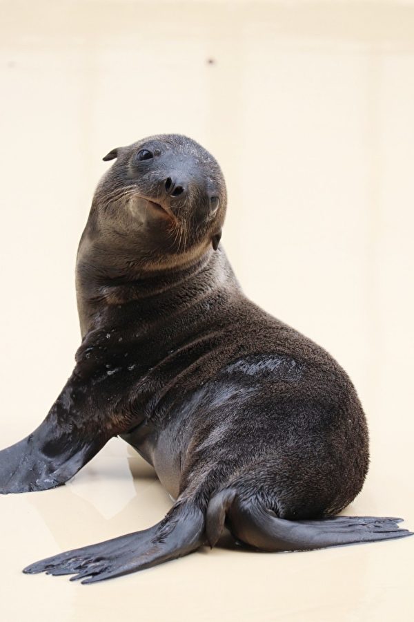 海獅寶寶亮相日本水族館盼為疫情期間帶來希望| 高知縣| 加州海獅| 大紀元