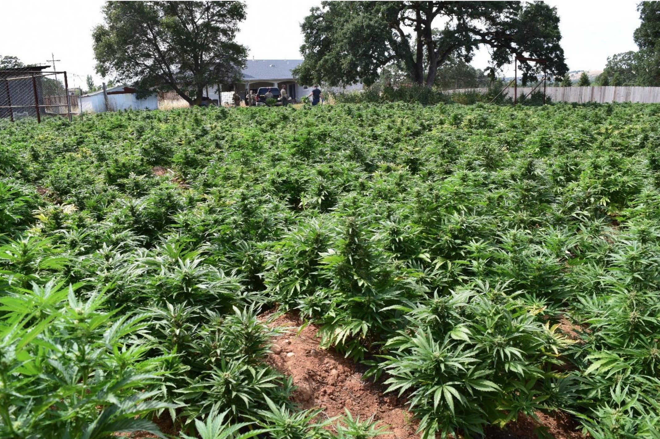 洛县决议关闭羚羊谷非法大麻种植