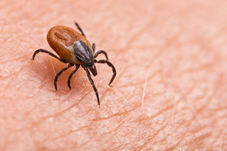 可致命蜱蟲傳染病 麻州今年首見