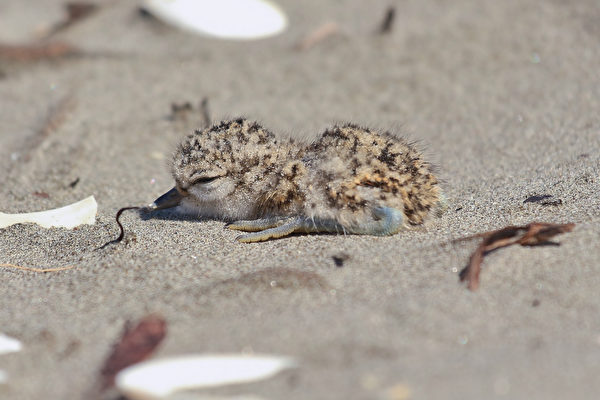 科学家用假巢穴气味引捕食动物离开真鸟巢