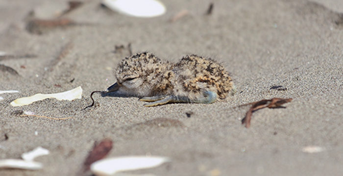 科学家用假巢穴气味引捕食动物离开真鸟巢