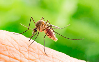 紐約市檢測到攜帶西尼羅河病毒的蚊子