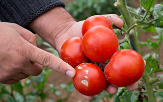 如何截獲番茄受災情報 以利於盡早應對蟲害