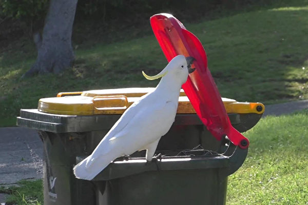 太聰明 澳洲鸚鵡會開垃圾桶覓食 還教會同伴