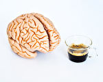 研究：咖啡喝太多 腦會縮小 增失智症風險