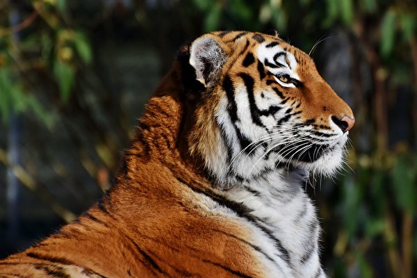 高龄25岁 美国老虎创下最长寿世界纪录