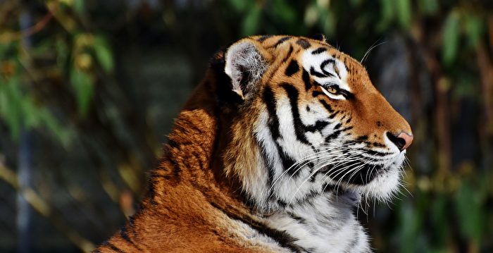 高龄25岁 美国老虎创下最长寿世界纪录