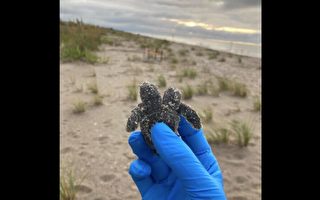 南卡海滩上发现罕见双头海龟