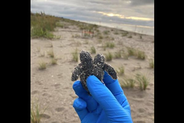 南卡海灘上發現罕見雙頭海龜