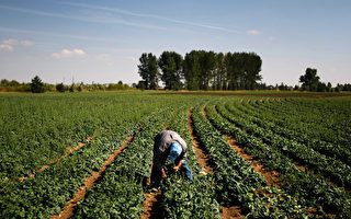 蒙大拿州參議員籲禁止中資購買美國農地