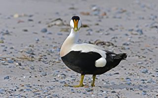 这种冰岛鸭子拥有世界最贵的羽绒 众人争抢