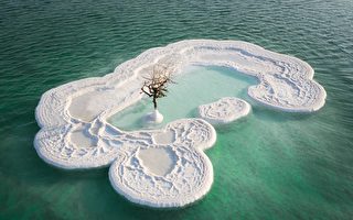 大自然的奇迹？ 一棵树矗立在死海的盐岛上