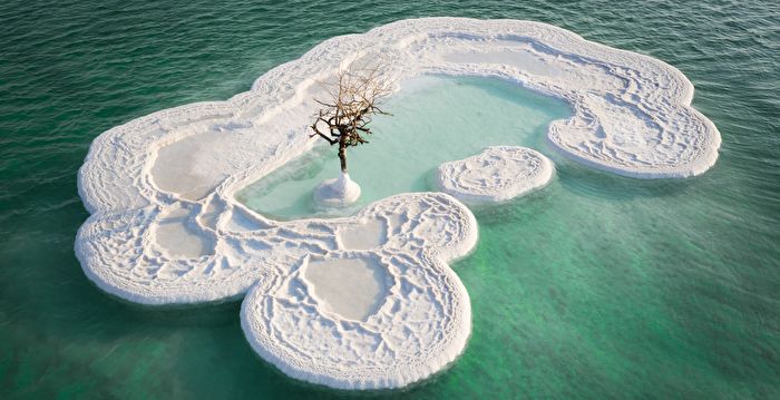 大自然的奇迹？ 一棵树矗立在死海的盐岛上