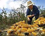 中国粮食产量仍有大缺口 北京要严保耕地面积