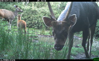 红外线自动相机长期监测  野生动物逗趣照片