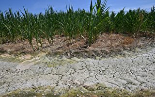 旱情加剧 加州或切断数千农民主要水源供应