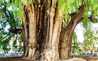 墨西哥二千歲神木有世界最粗樹幹 周長42米