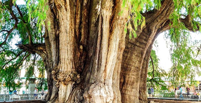 墨西哥2000岁神木有世界最粗树干 周长42米