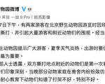 游客打群架 北京动物园批：教坏动物
