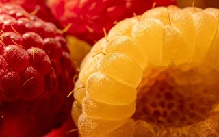 50個新水果品種5年內將推出 包括黃色樹莓