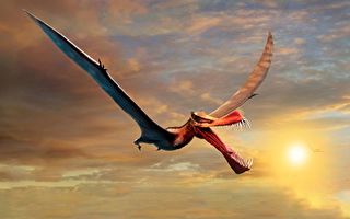澳洲發現新品種翼龍化石 翼展七米