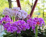 皇后區植物園台灣蘭花展  13~15日連展三天
