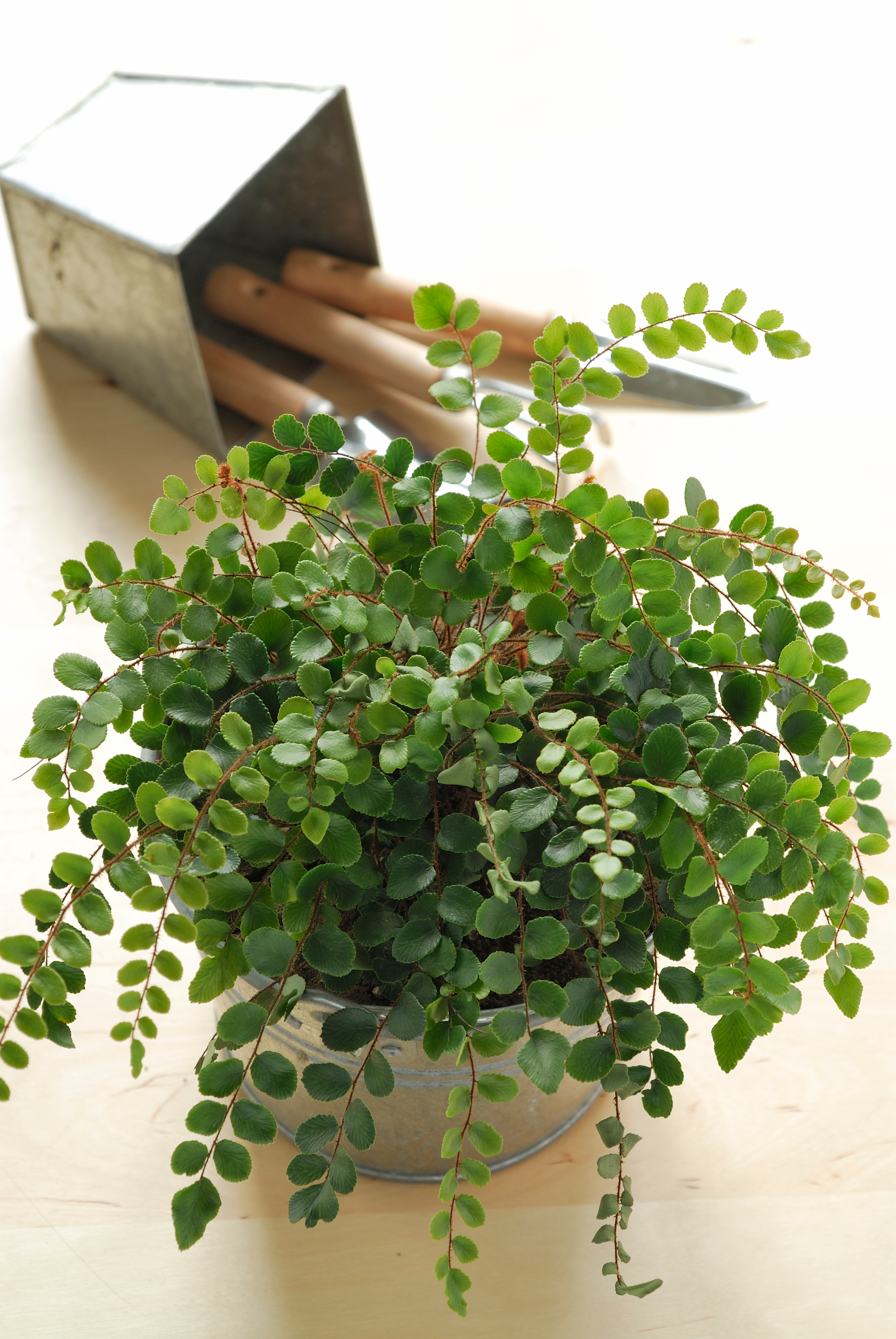 <span style="color: #000000">鈕扣蕨盆栽。(Shutterstock)</span>