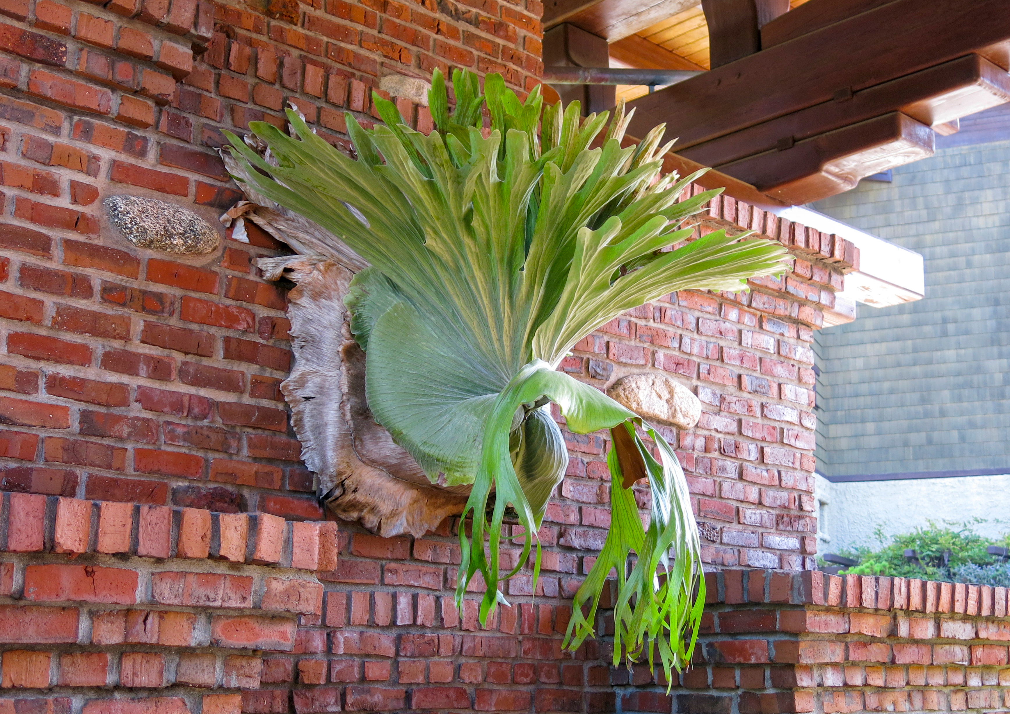 <span style="color: #000000">附生的鹿角蕨是天然的裝飾佈置。(Shutterstock)</span>
