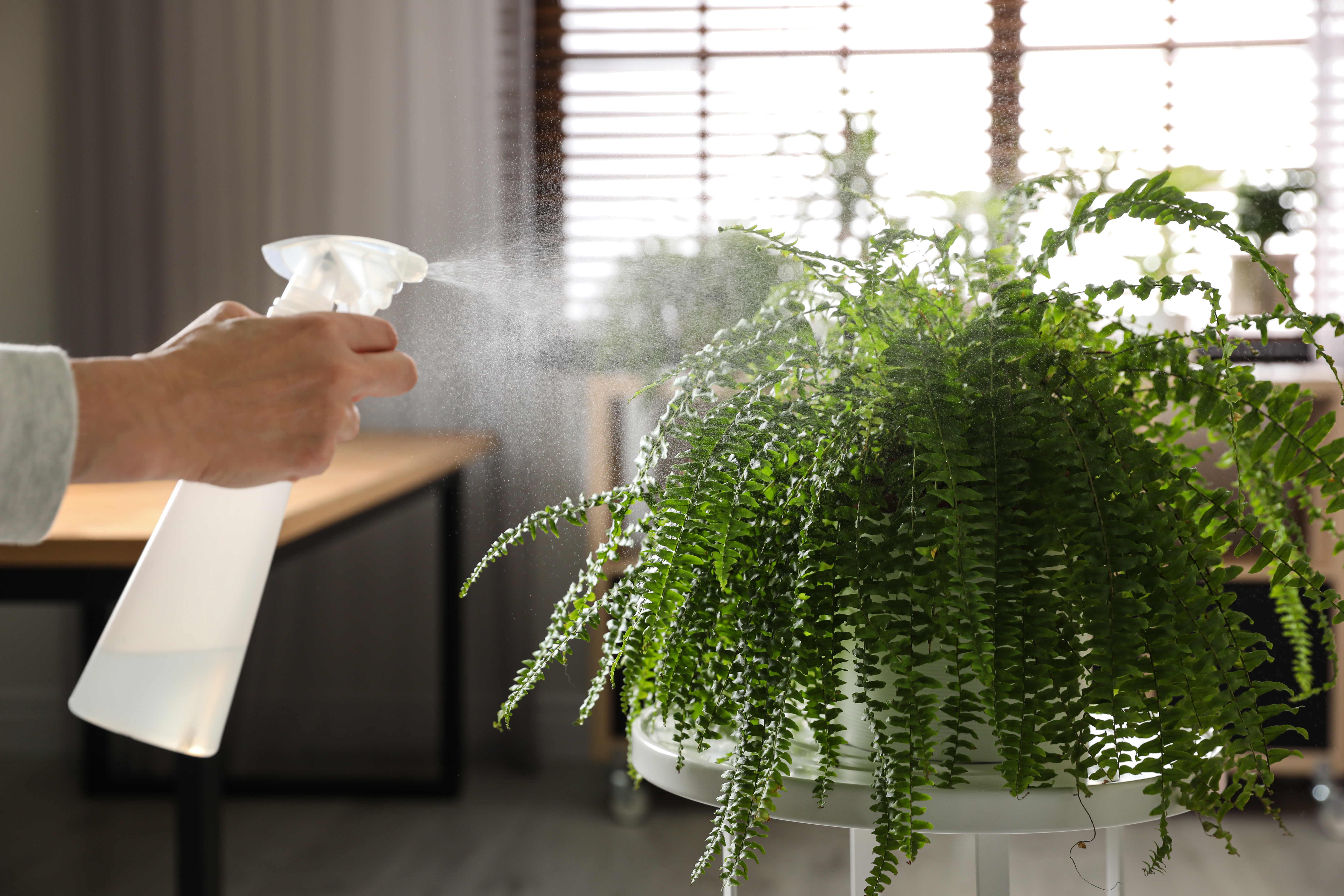 冬天要把蕨類盆栽移入室內,定期澆少量水。(Shutterstock)